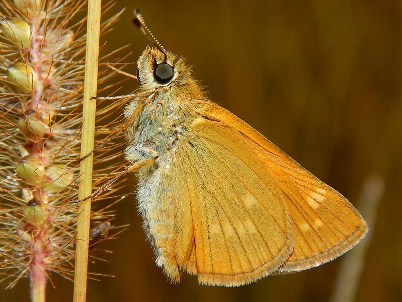 Ochlodes sylvanus? - Si